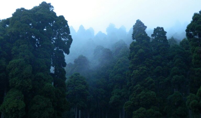 Misty forest scene with towering trees in Darjeeling, India, enveloped in fog.